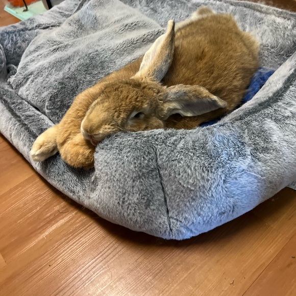 Meet your Posher, Ali - Picture 3 of 3